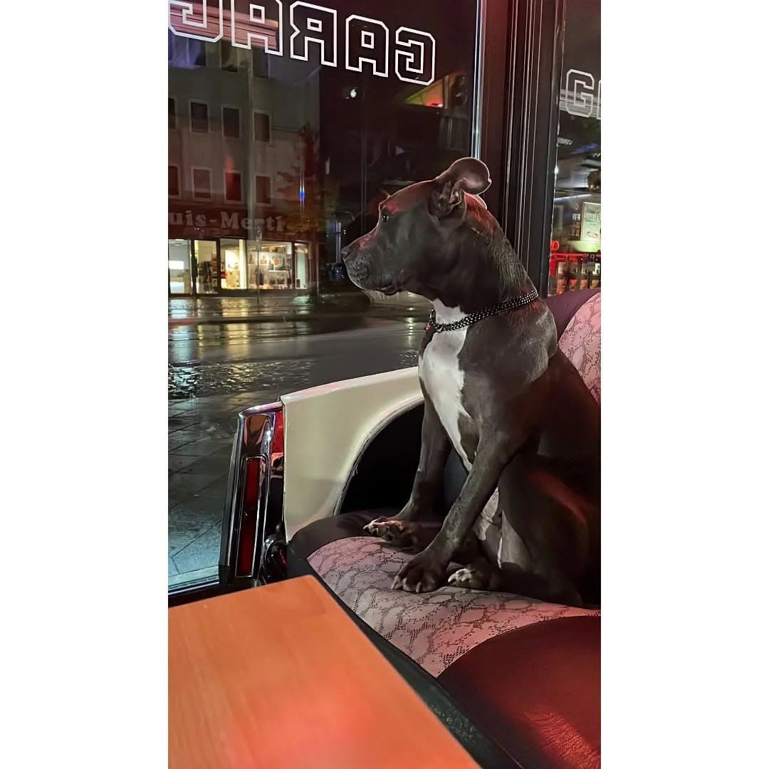 Hund sitzt auf einer Dinerbank und blickt aus dem Fenster